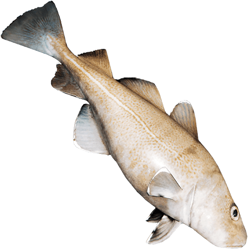 Download Fish Meat Png - Full Size PNG Image - PNGkit