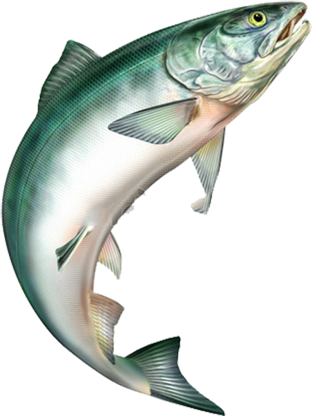 Salmon Jumping Png - Salmon Jumping (500x630), Png Download