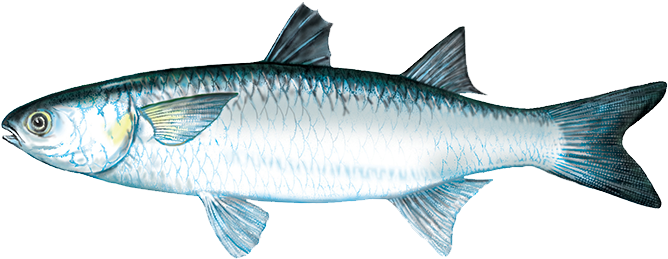 Mullet - Mullet Fish (862x264), Png Download