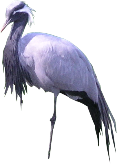 Bird Png Texture - Portable Network Graphics (404x566), Png Download