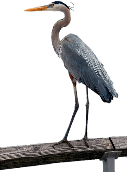 Great Blue Heron (408x615), Png Download