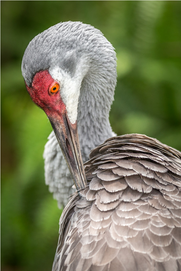 Sandhill Crane (1000x1000), Png Download