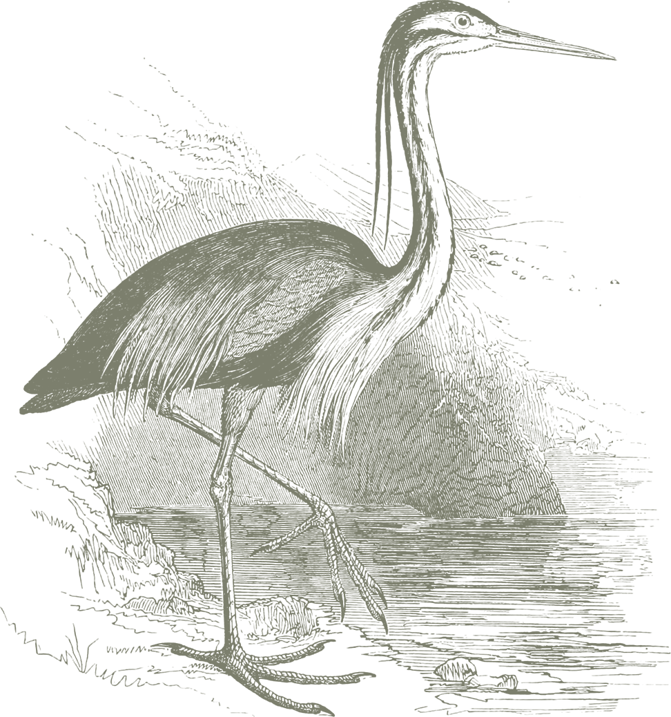 About - Great Blue Heron (972x1038), Png Download