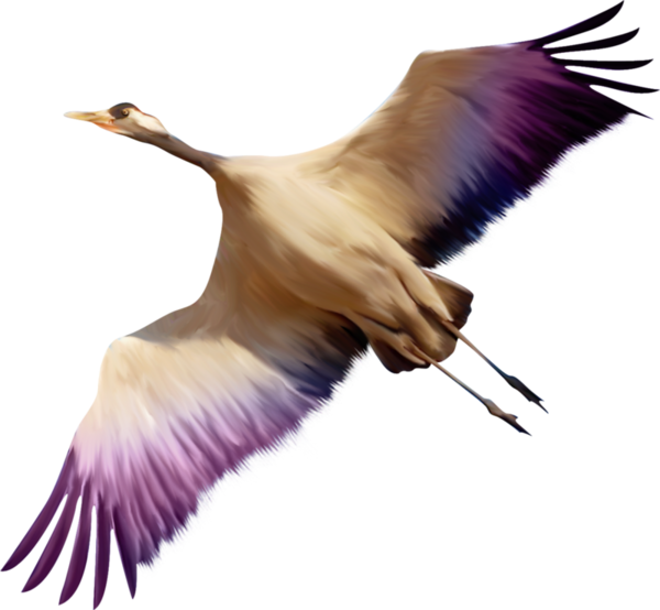 Bird Png - Летящая Птица Png (600x554), Png Download