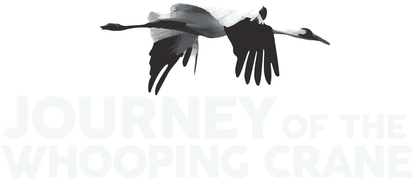 About The Film - Journey Of The Whooping Crane (1449x629), Png Download