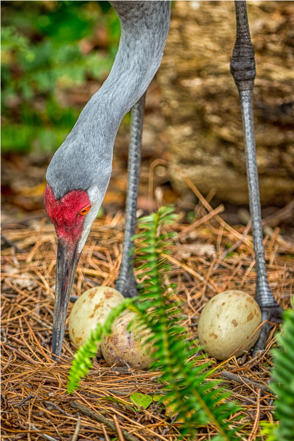 Sandhill Crane (1000x1000), Png Download
