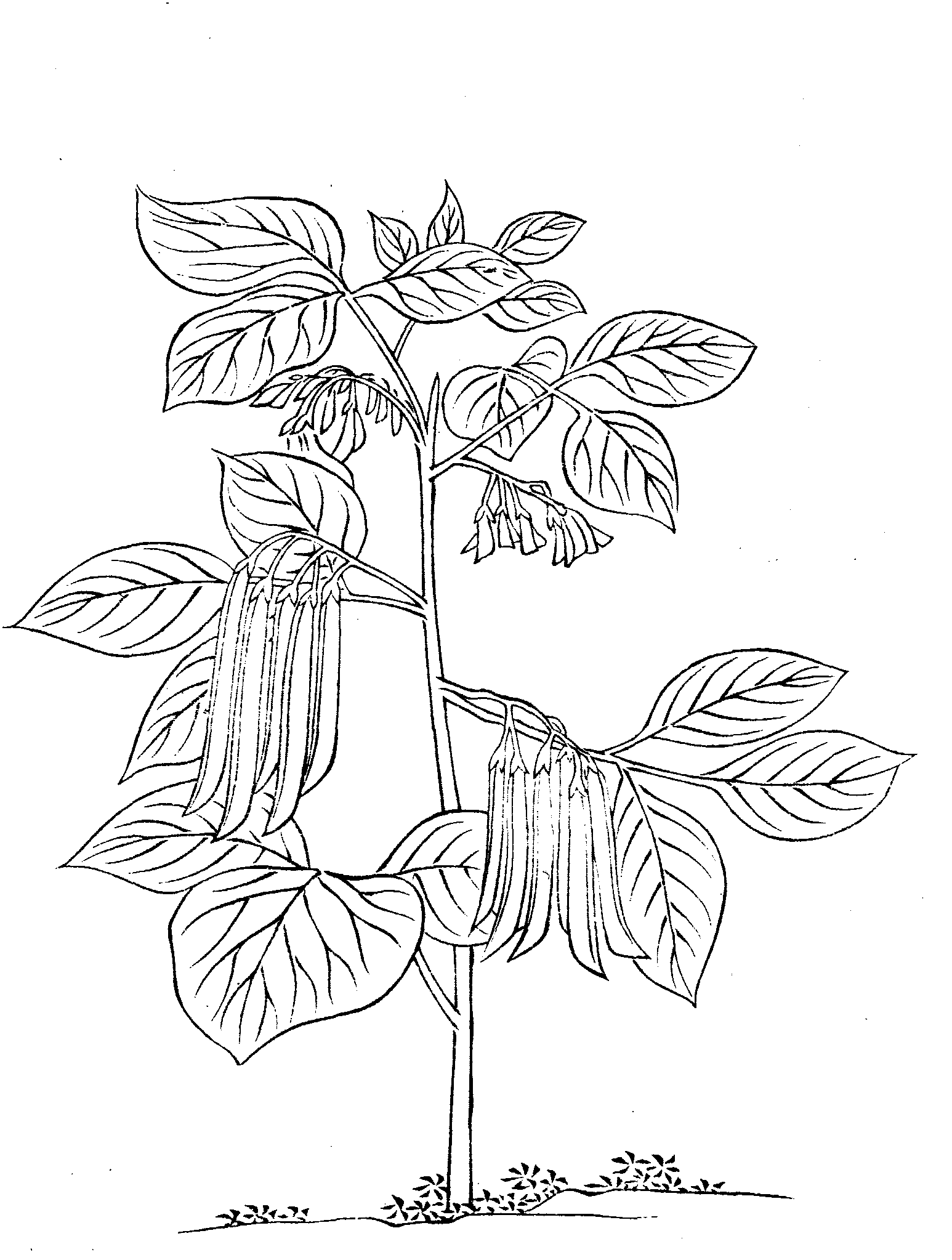Reaction Zylinderfußdichtung Für Triton Outback 400 (500x500), Png Download