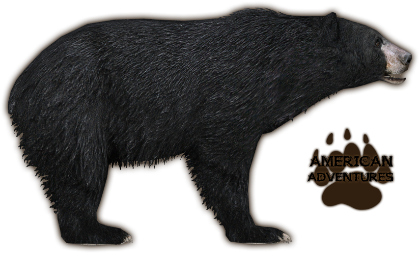 Florida Black Bear - Zoo Tycoon Black Bear (942x737), Png Download