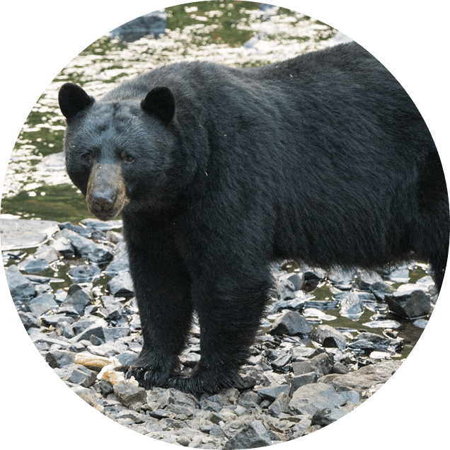 In Chris' View, Few Animals Are Seen As Kind, Aloof, - River (636x636), Png Download