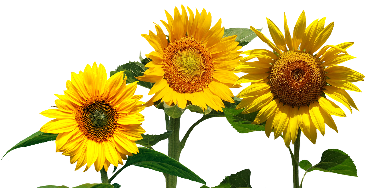 Peel N Stick Poster Of Garden Sunflower Nature Summer - Cafepress ! Samsung Galaxy S8 Case (960x642), Png Download