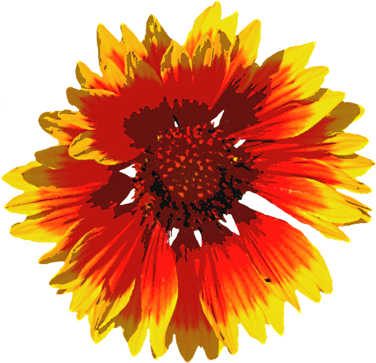 Summer Summer Flower Blossom - Coloring Club: Coloring Book For Adult Relaxation - (1266x1280), Png Download