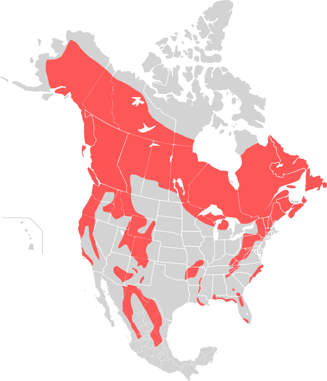 Map Black Bear - Saint Elias Mountains Map (660x768), Png Download