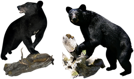 Choose The Team That Specializes In Black Bears - Wisconsin (980x330), Png Download
