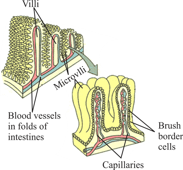 \tiffs\all Files\716085 - Brush Border Vs Microvilli (590x547), Png Download