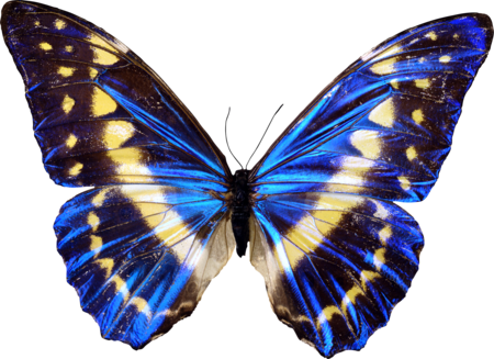 Бабочка Png Transparent Clipart Picture Image Free - Draw A Realistic Butterfly (450x327), Png Download
