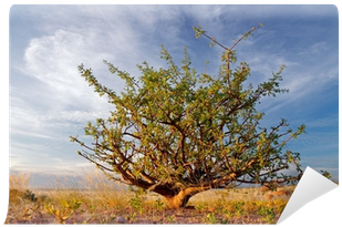 Desert Plant And Sky, Namibia, Southern Africa Wall - Am By Michele Cushatt (400x400), Png Download