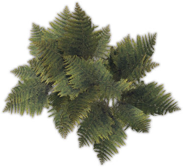 43 188k Fern01 C - Pond Pine (400x400), Png Download