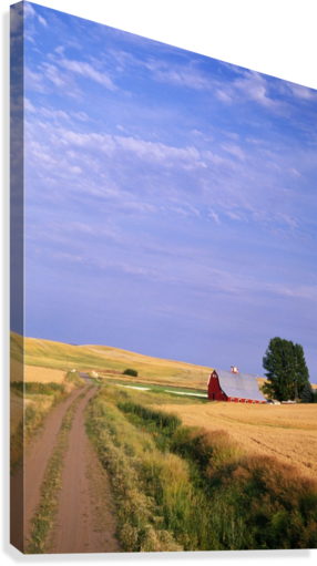 Dirt Road Through Wheat Field Canvas Print - Posterazzi Dpi1788467 Dirt Road Through Wheat Field (286x511), Png Download