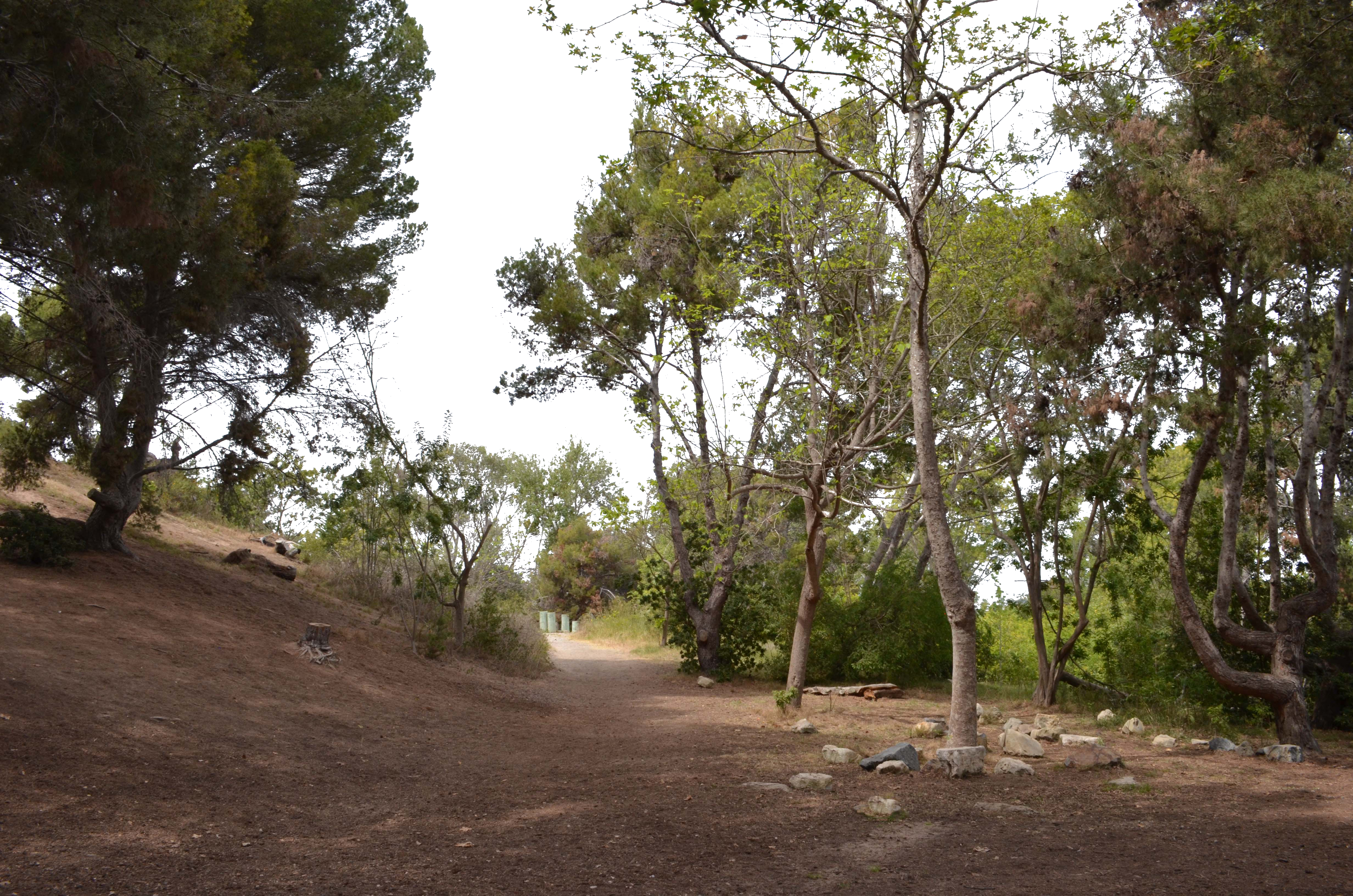 Svg Transparent Stock Drawing Forest Realistic (4928x3264), Png Download