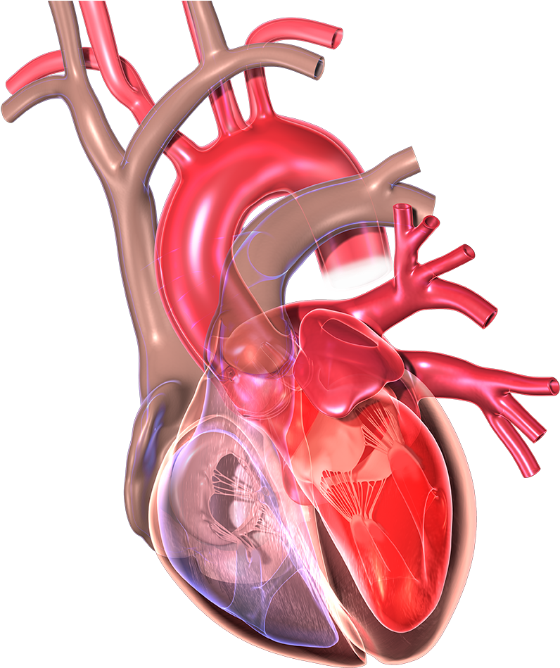 Tips On Heart Health, Heart Care And Diet - Myocardial Infarction (1000x1000), Png Download