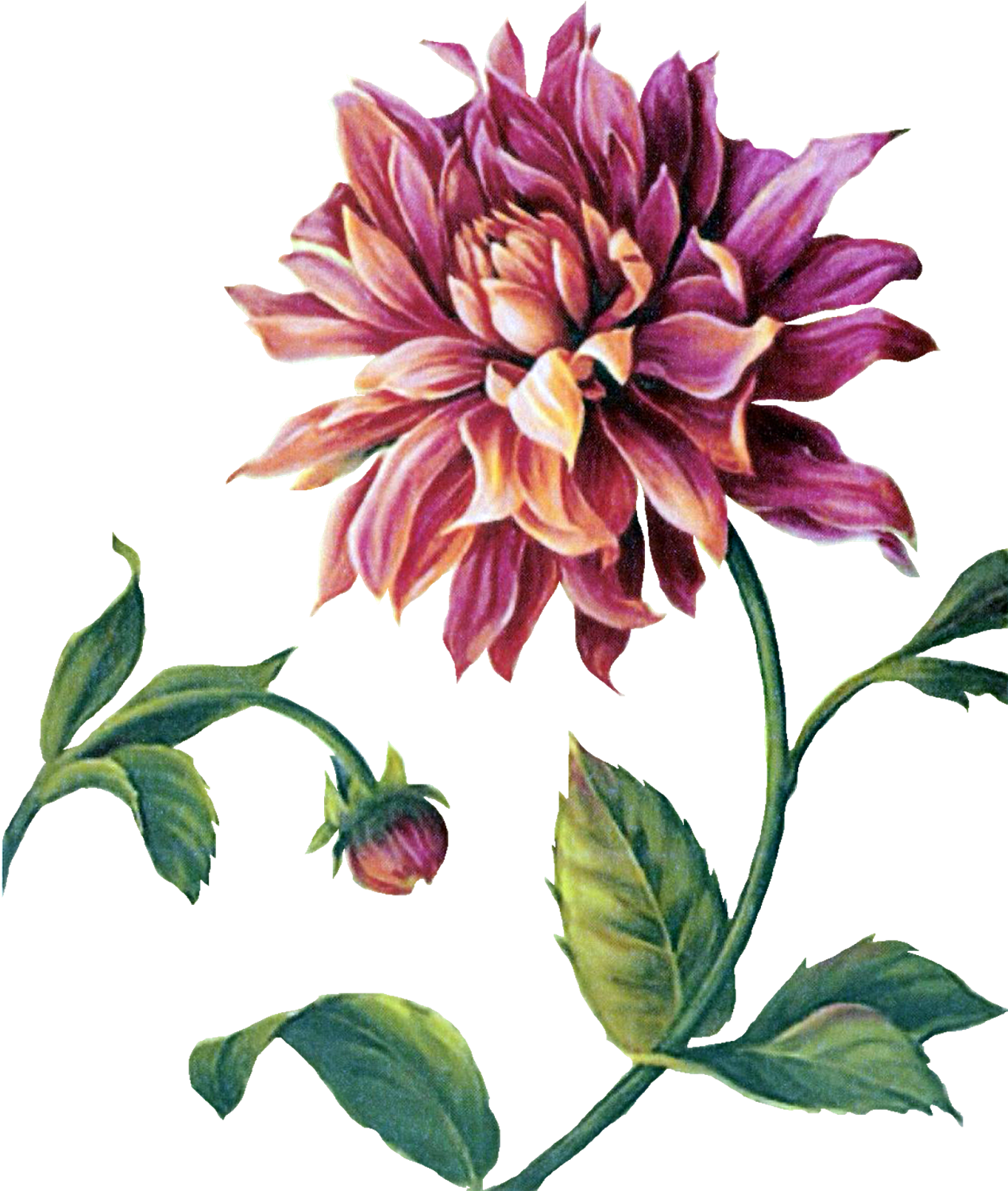 Çiçekler Png Clipart Lisa Audit - Framed Art Print: Audit's Trellised Dahlia, 57x47cm. (1268x1600), Png Download