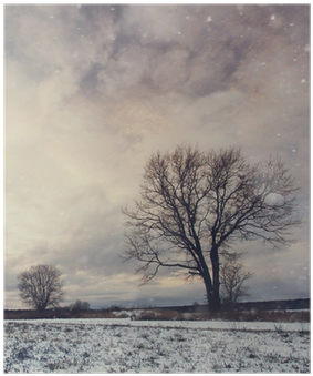 Lonely Tree In A Field Of Snow In December Poster - Trends Poster Clip Accessory (400x400), Png Download