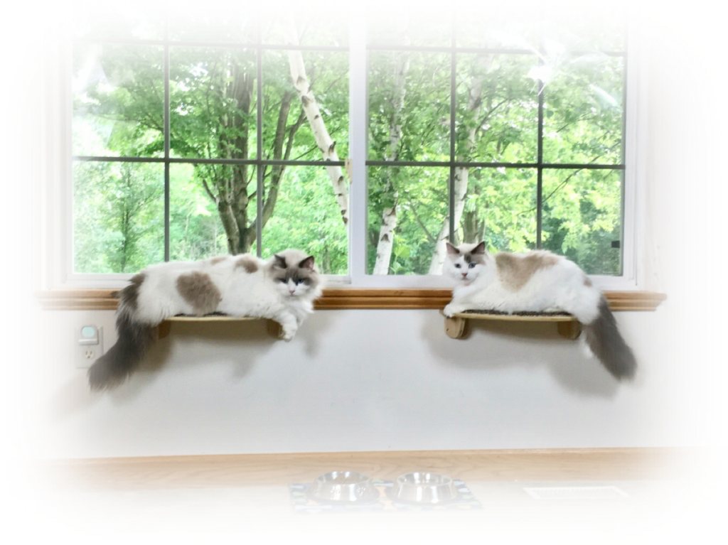 Half Moon Cat Wall Shelf - Shelf (1024x767), Png Download