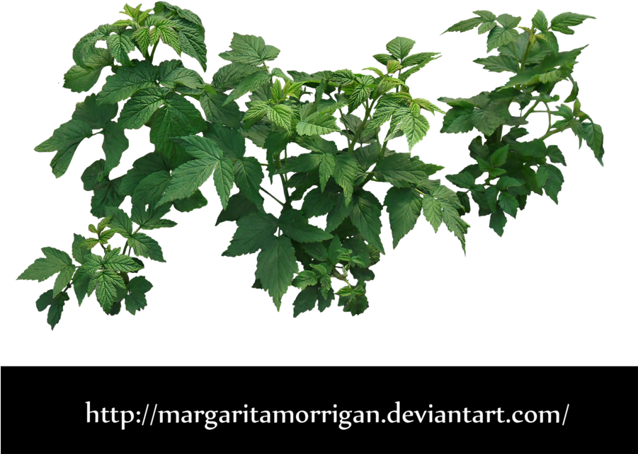 Raspberry Bush By Margaritamorrigan By Margarita-morrigan - Bush Leaves Png (900x710), Png Download