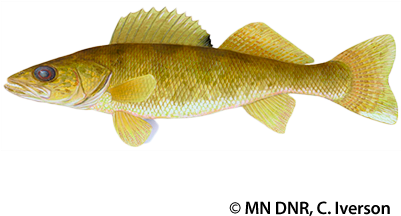 Walleye - Minnesota Walleye (400x300), Png Download