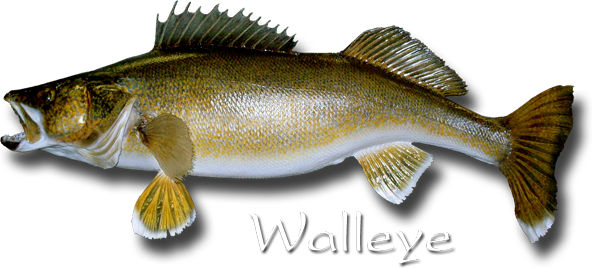 Walleye Square Sticker 3" X 3" (592x269), Png Download