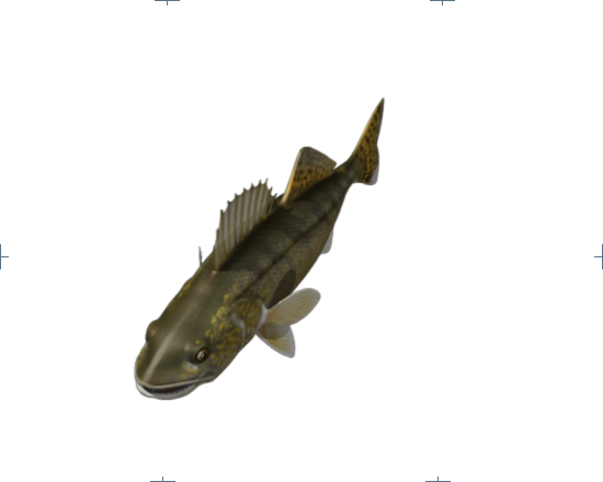 Walleye Top 004c - Yellow Belly Bullhead (550x440), Png Download