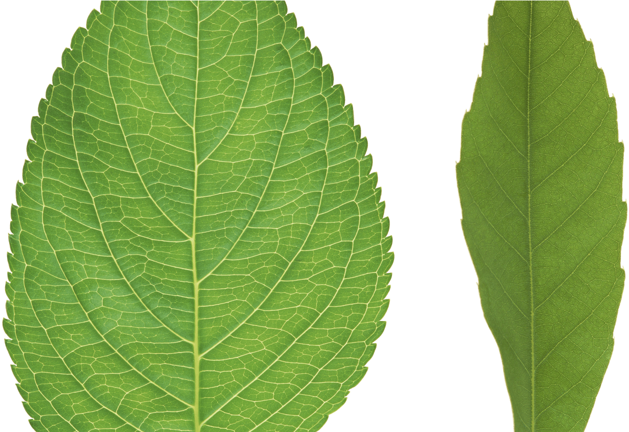 Bitten Apple Wallpaper Digital Art Wallpapers 3d Wallpapers - Leaf (1368x855), Png Download