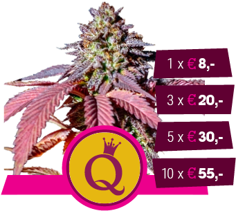Purple Queen - Royal Queen Seeds Purple Queen (350x350), Png Download