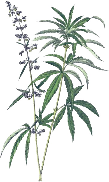 Industrial Hemp Leaves & Flowers - Cannabis Britannica: Empire, Trade, And Prohibition (363x607), Png Download