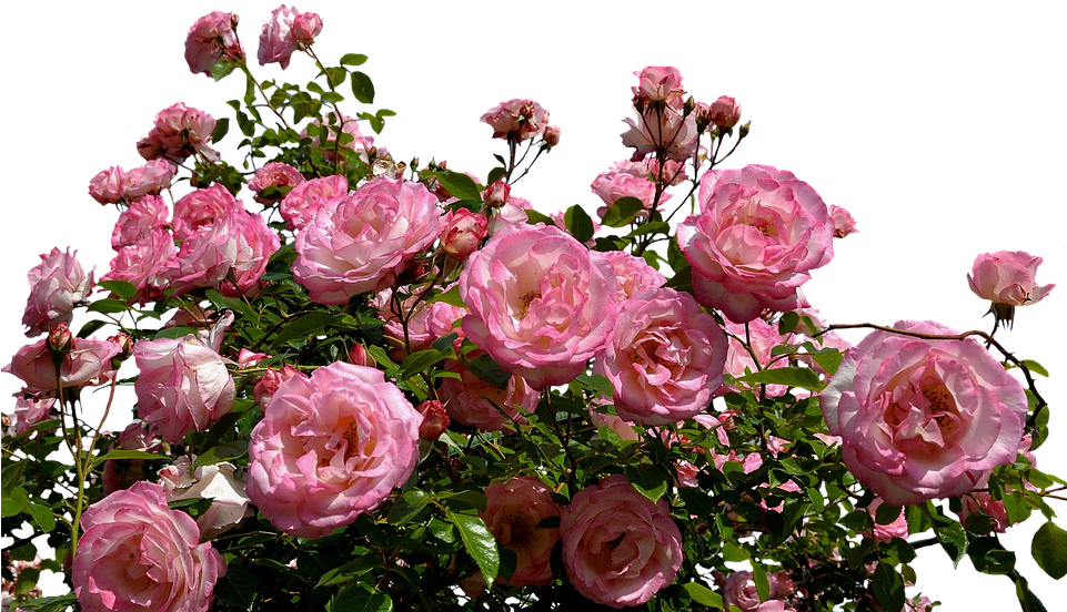 We Instantly Consider A Broken Relationship And We - Pink Rose Bush Transparent (960x565), Png Download