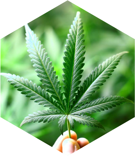 Why Would Hemp Be Grown For Cannabidiol (cbd) - Real Cannabis Leaf (485x546), Png Download
