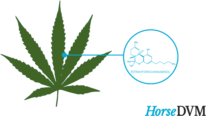 Hemp - Love Cannabis (707x425), Png Download