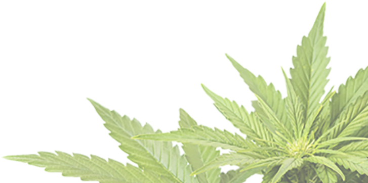 Call Or Email For Pricing 970 541 0448 Sales@treefreehemp - Cannabis Png (739x390), Png Download