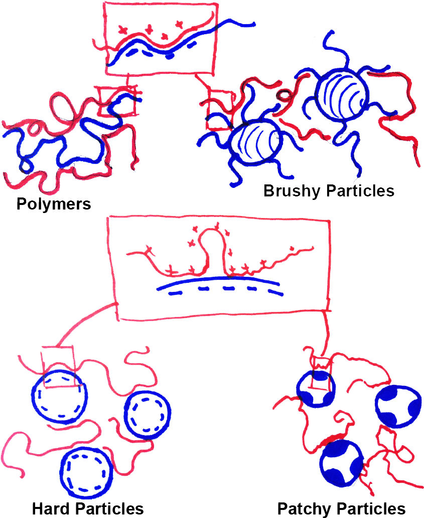 Possible New Coacervates With Solid Particles - Amherst (877x1037), Png Download
