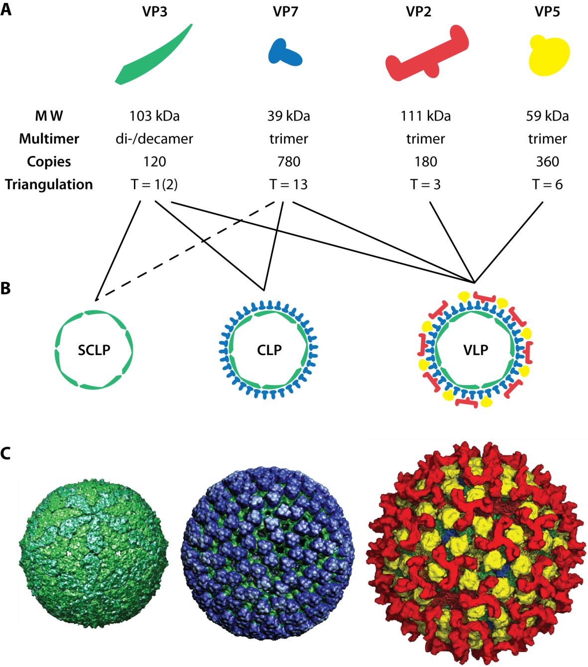 Assembly Of Blue Tongue Virus Like Particles (1181x1339), Png Download
