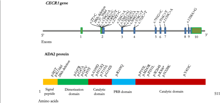 Cat Eye Syndrome Chromosome Region 1 Gene And Adenosine - Cecr1 (850x343), Png Download