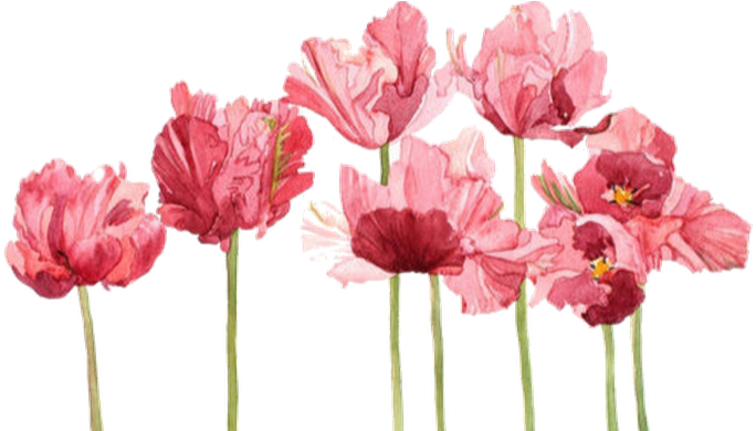 Profile Cover Photo - Tulip Watercolor (692x389), Png Download