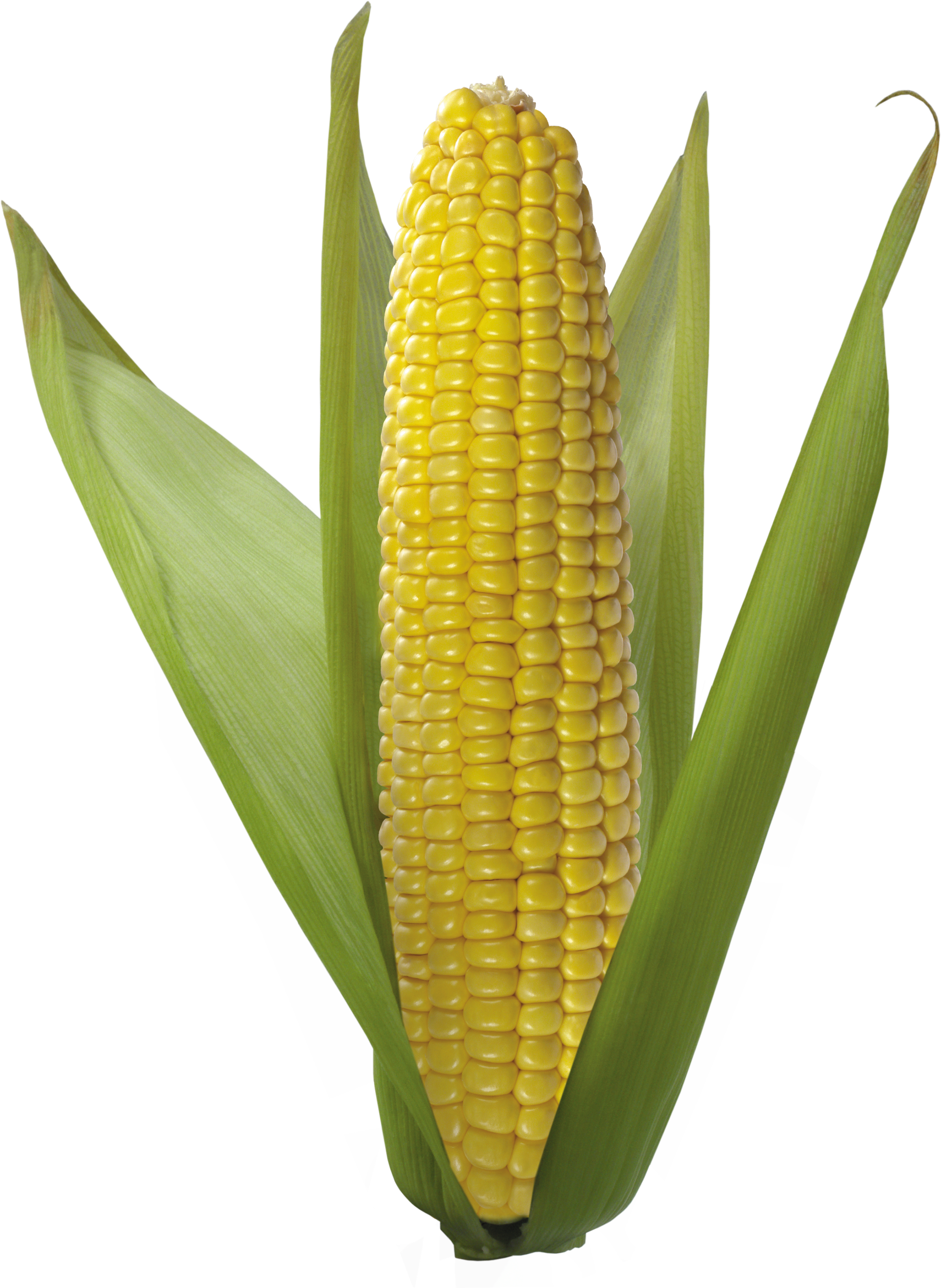 Corn Png Image (2315x3167), Png Download