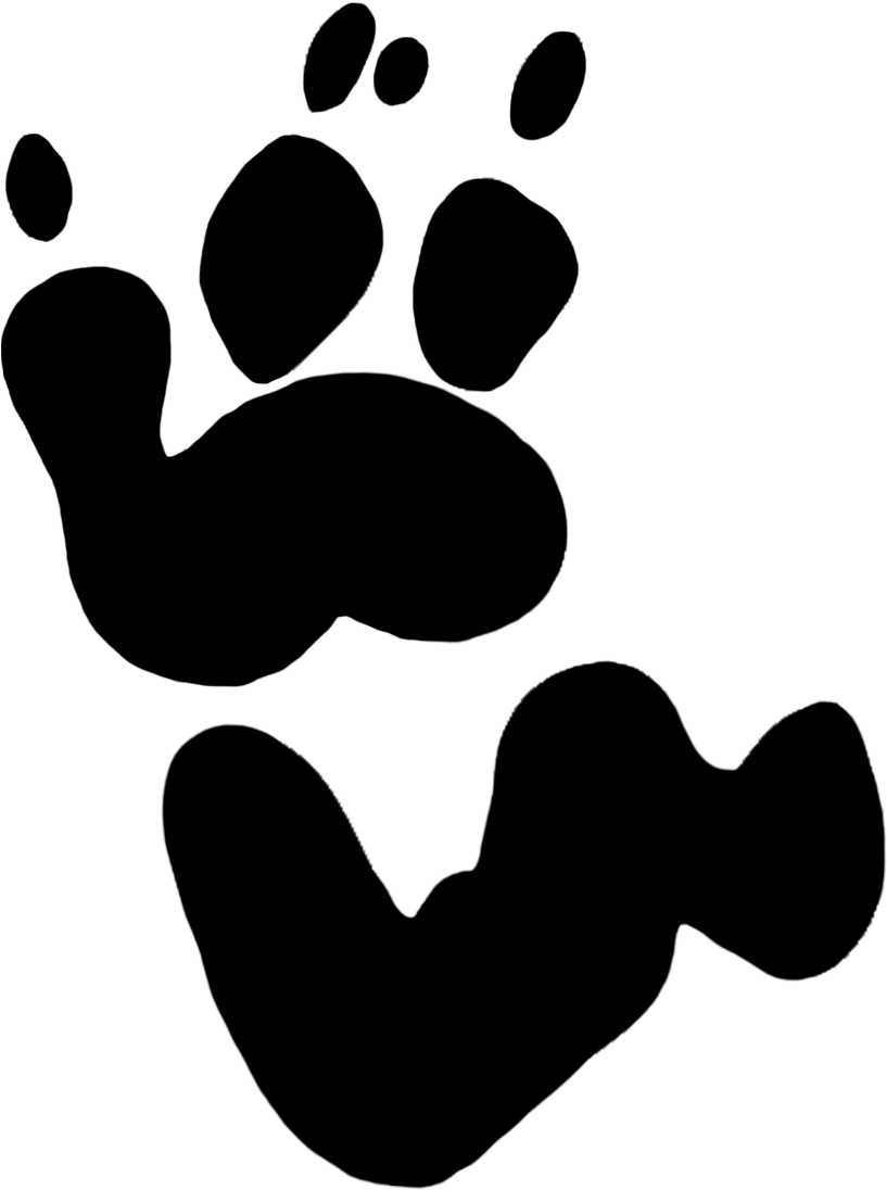 Drawing Footprints Realistic - Koala Bear Koala Footprint (945x1140), Png Download