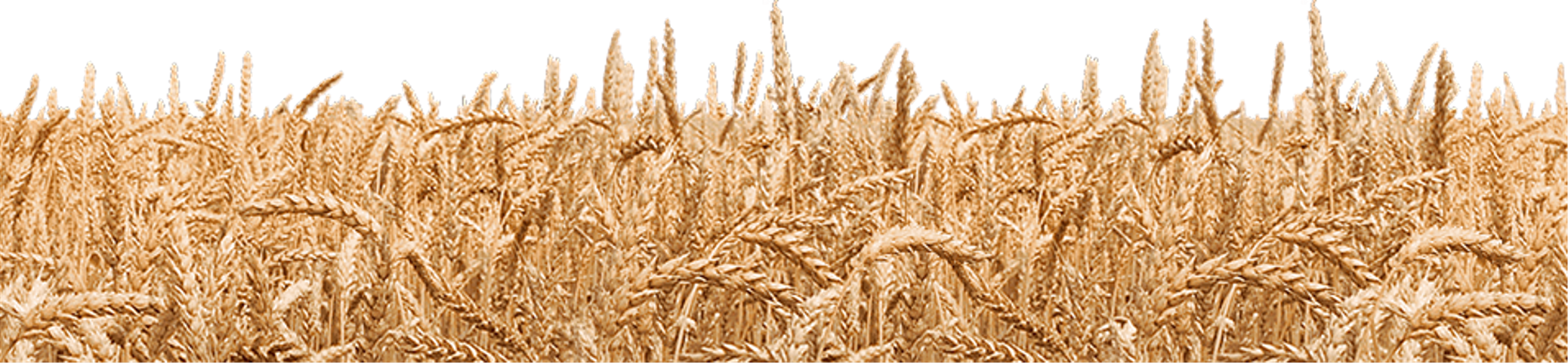 Collection Of Wheat - Khorasan Wheat (956x221), Png Download