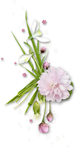 Pink Plant, Pink Backgrounds, Picture Frames, Flowers, - Flower (260x500), Png Download