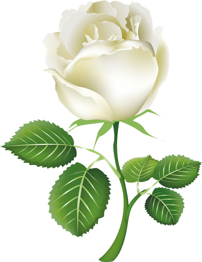 White Roses Png Image - White Rose Png (650x841), Png Download
