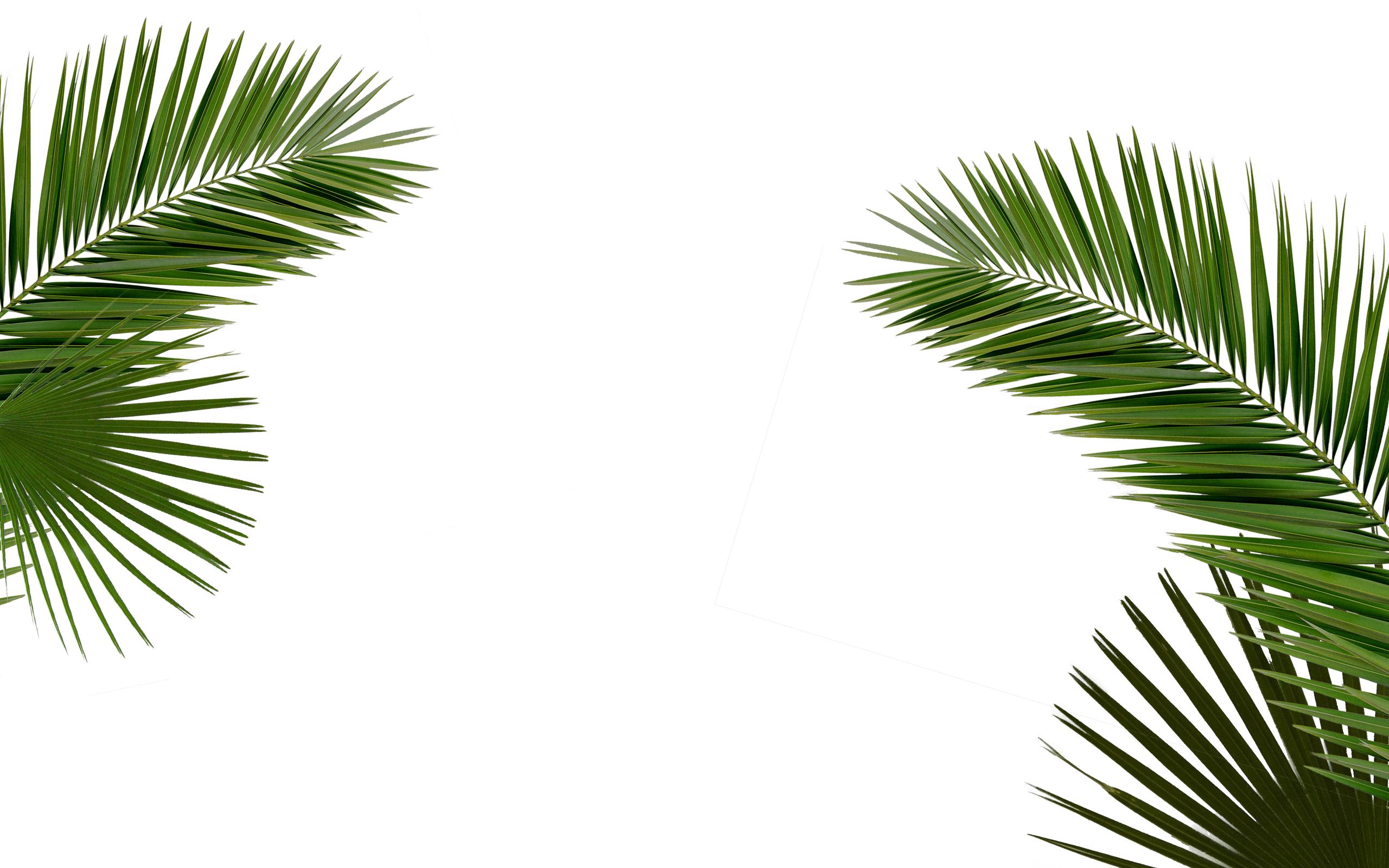 Party - Laugh - - Palm Leaf Black & White Ii Metal Print By Orara (2560x1600), Png Download