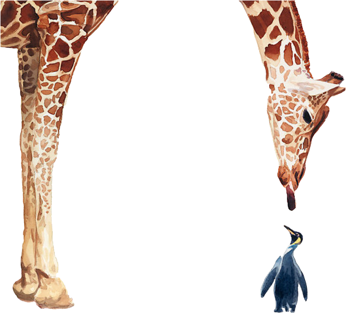 Penguin Giraffe Bird Poster Painting Giraffes And - Giraffe And Penguin Together (700x629), Png Download