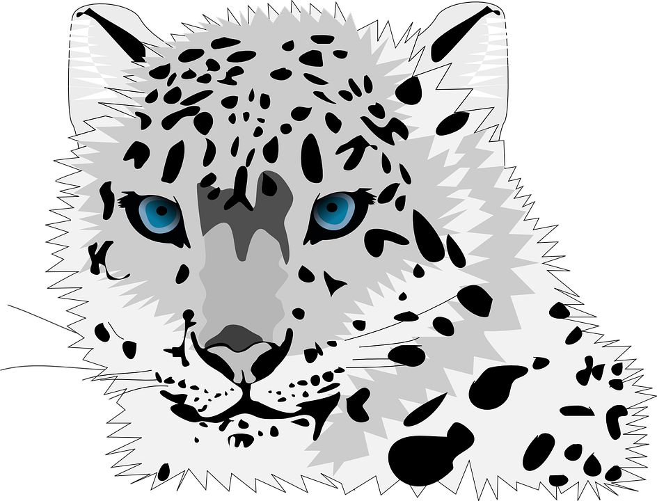 Animal Cat Leopard Snow Leopard Wild Cat C - Cartoon Snow Leopard Face (445x340), Png Download